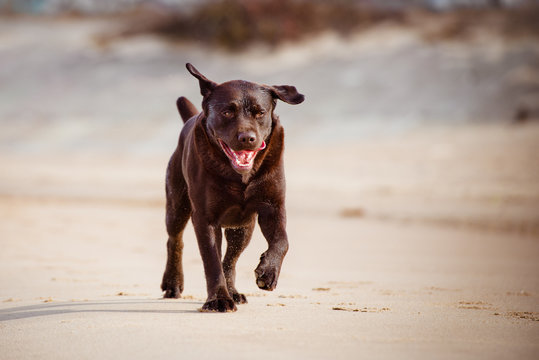 brown labrador retriever dog running outdoors
