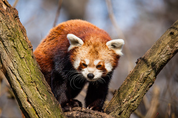 Red Panda (Ailurus fulgens) sitting in a tree at a zoo.