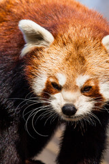 Obraz premium Red Panda (Ailurus fulgens) sitting in a tree at a zoo.