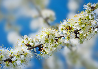 Kirschblüten im Frühling - Ostern - Blütenzweig Blüten