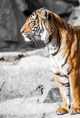 Fototapeta na wymiar Bliska, Portret Tiger