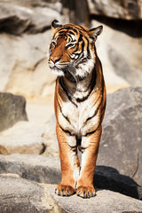 Tiger Close Up Portrait