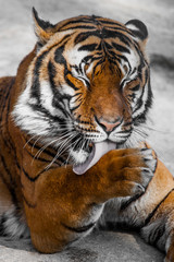Fototapeta na wymiar Bliska, Portret Tiger