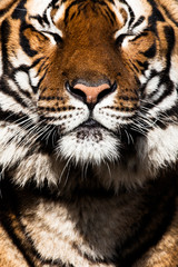 Tiger Close Up Portrait