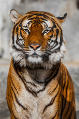 Tiger Close Up Portrait