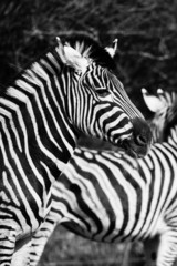 Fototapeta na wymiar animal zebre portrait