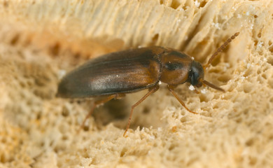 Hallomenus binutatus on fungi, extreme close-up