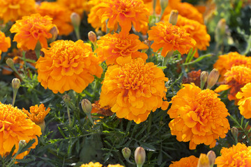 Naklejka premium Marigold flowers