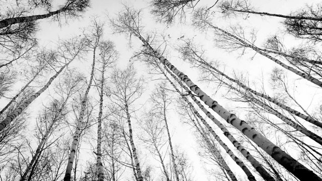 Wind moves trunks of russian trees