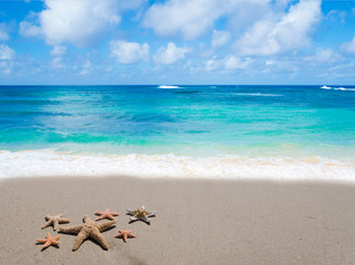 Naklejka premium Starfishes on the sandy beach