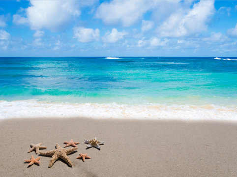 Fototapeta Starfishes on the sandy beach