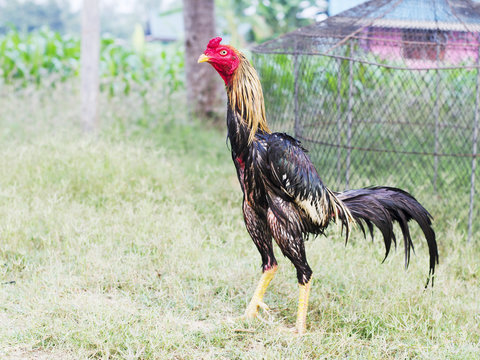 Thai Chicken let a cock fight of Thailand