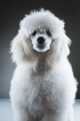 Portrait of the white poodle