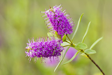 Pink flower spike