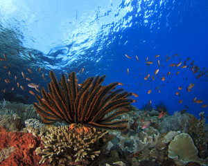 Fototapeta na wymiar Coral and Fish underwater