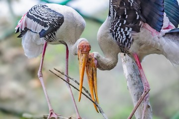 Close up of a Pair of painted stork, Mycteria leucocephala with