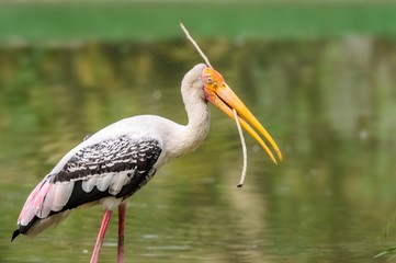 Close up of a painted stork, Mycteria leucocephala with nesting