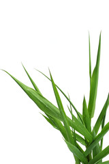 fresh grass blade on white background
