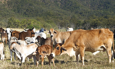 Australian beef cattle herd of cows on ranch