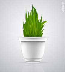 flowerpot with grass