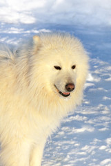 Dog Samoyed on snow
