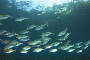 Fototapeta na wymiar Mackerel Fish in Ocean