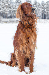 Setter in the snow.