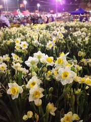 Fototapeta premium Narcissus