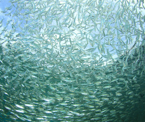 Underwater fish background