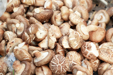 fresh mushrooms in the market