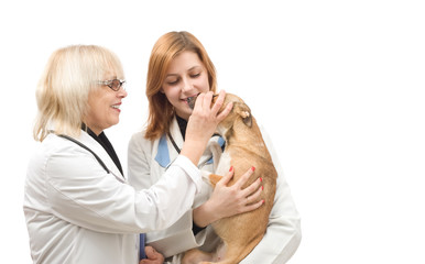veterinary inspection dog