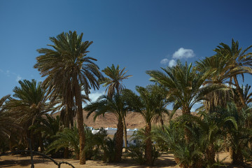 Fototapeta na wymiar nice palm trees