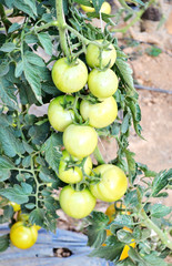 Close up of fresh  tomatoes still on the plant