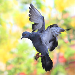 flying pigeon