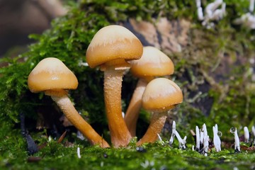 Gemeines Stockschwämmchen / Wicked Nameko
