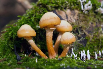 Gemeines Stockschwämmchen / Wicked Nameko