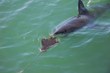 A Great White Shark Stalking a Wooden Seal Decoy in the Ocean