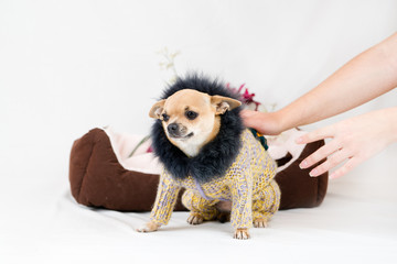 Little pedigreed dog