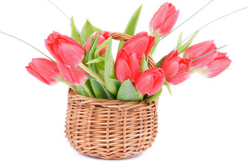 Fototapeta premium Spring Tulips
