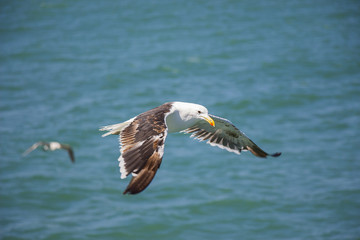 Fototapeta na wymiar Flying Seagull Above the Ocean