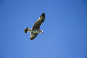 A seagull flying against the backdrop of a blue sky
