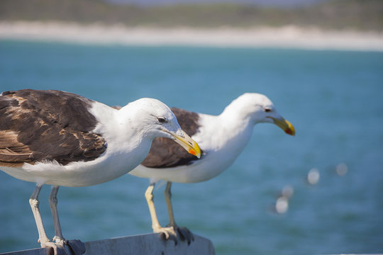 Seagull perched on the edge of a boat