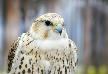 Portrait of a white falcon bird of prey