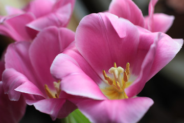 Fototapeta na wymiar Pink tulips against dark background close up