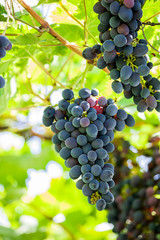 purple red grapes with green leaves