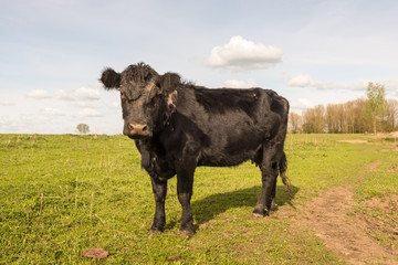 Curiously looking black cow standing alone
