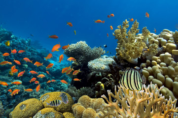 Corals reef