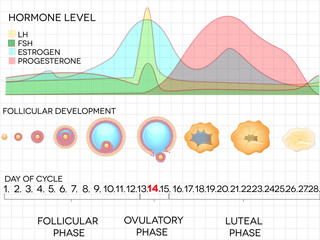 Menstrual cycle calendar, ovulation process, hormone levels - obrazy, fototapety, plakaty