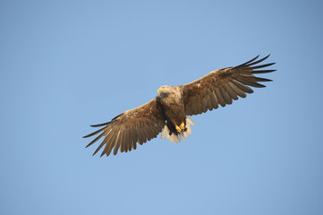 Eagle in flight.