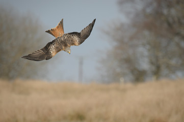 Red Kite in a dive.
